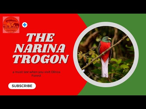 Narina trogon (Apaloderma narina)