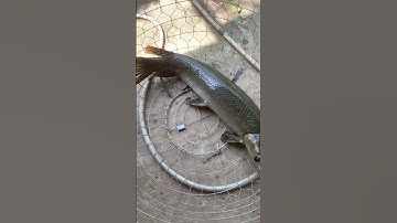 Cá sấu hỏa tiễn(sấu mỏ vịt)