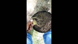 transplanting from 1g to 5g smartpot #cookies