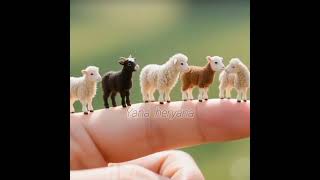 anak kambing lucu--lucu #cute baby goat #kambing