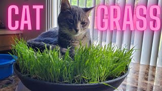 How to Make Your Own Cat Grass Planter