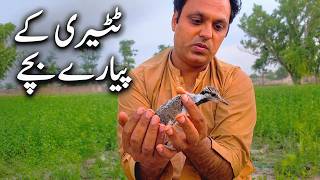 Red Wattled Lapwing Chick | Cute Baby Bird Found in Field 🐦 | Amazing Facts