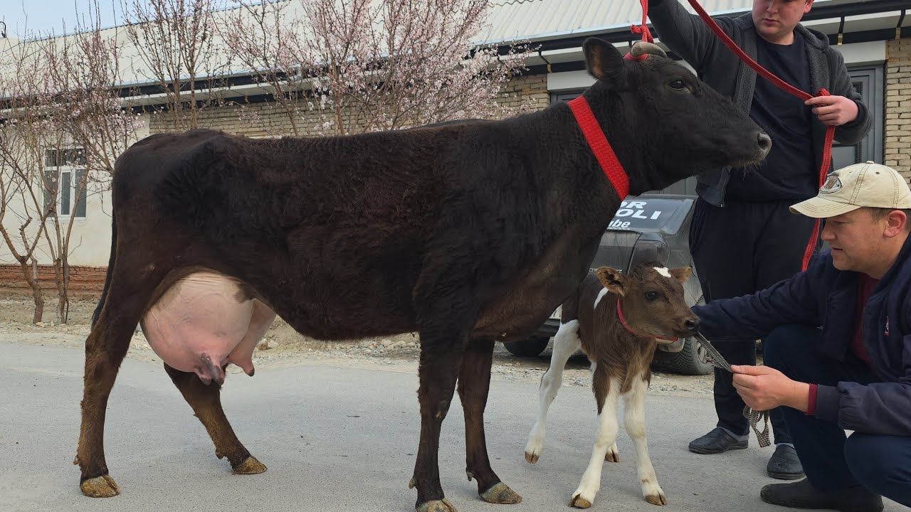 😱 28.500- Kami Bor 15-Litir Sut Qoyil 