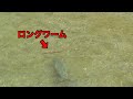 秋のバックウォーターに残る天才デカバスを狙ってみた