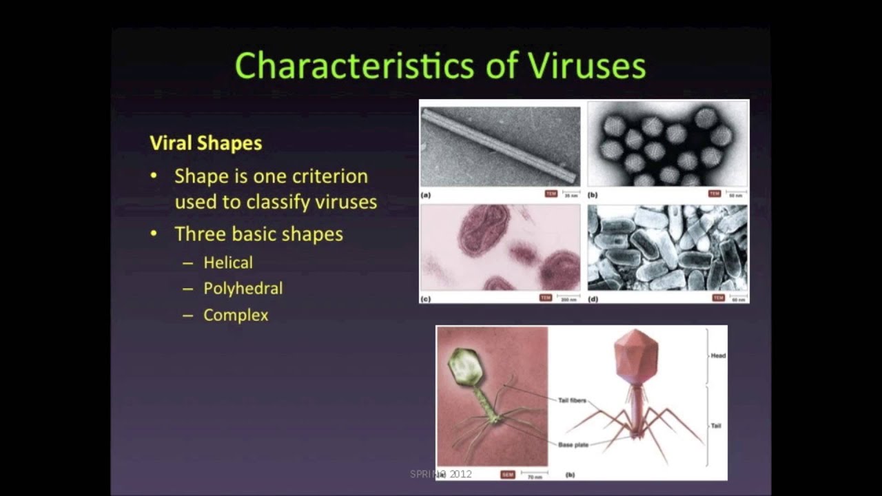 Characteristics about Viruses