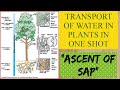 ASCENT OF SAP #Transport of water in Plants #Life Processes # Class 10@Learn with Fun with APJ