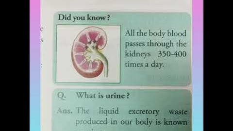 Chapter 3 . The Digestive and Excretory systems.(Part 2)