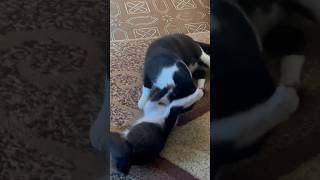 Мама Кошка и Котенок играются - смешные животные