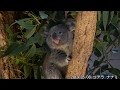 コアラの赤ちゃんのナナミちゃん☺ Koala baby 東山動植物園 20190508