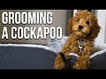 Grooming Our Cockapoo | First Puppy Haircut