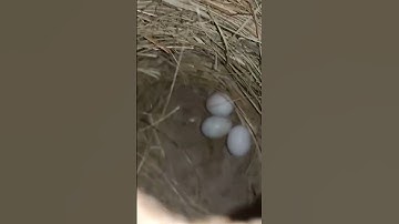 HAmza Birds setup& Java Sparrow breeding progress update &Java colony breeding progress #shorts#java