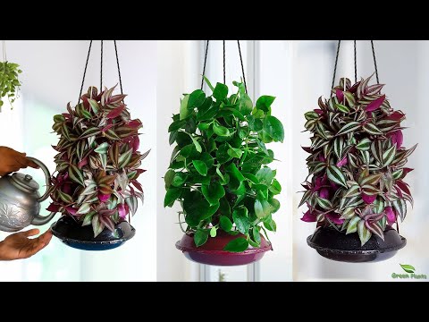 Hanging plants Ideas to Bring Beauty to Indoor Space | Hanging Plants-Hanging Planters//GREEN