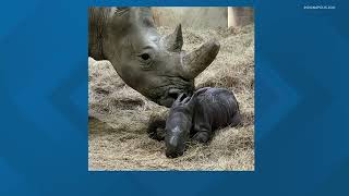 Indianapolis Zoo Celebrates Birth Of White Rhino Calf