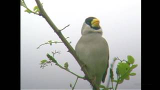 春の鳥の鳴き声 聞こえてくる鳥の鳴き声の正体は