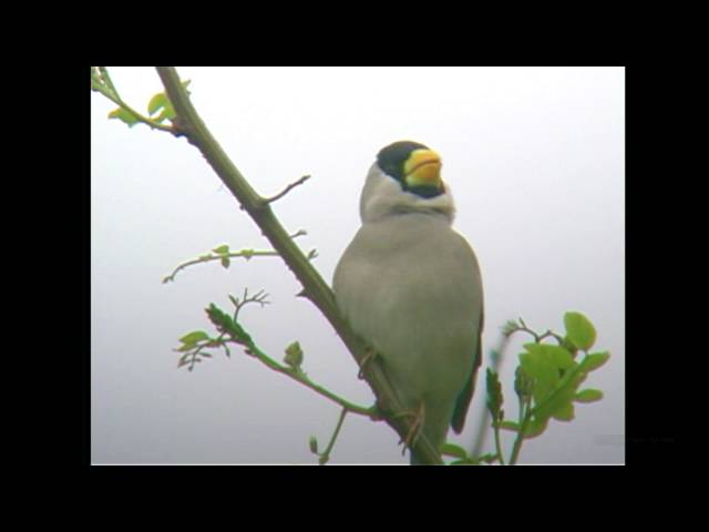 イカルのさえずり