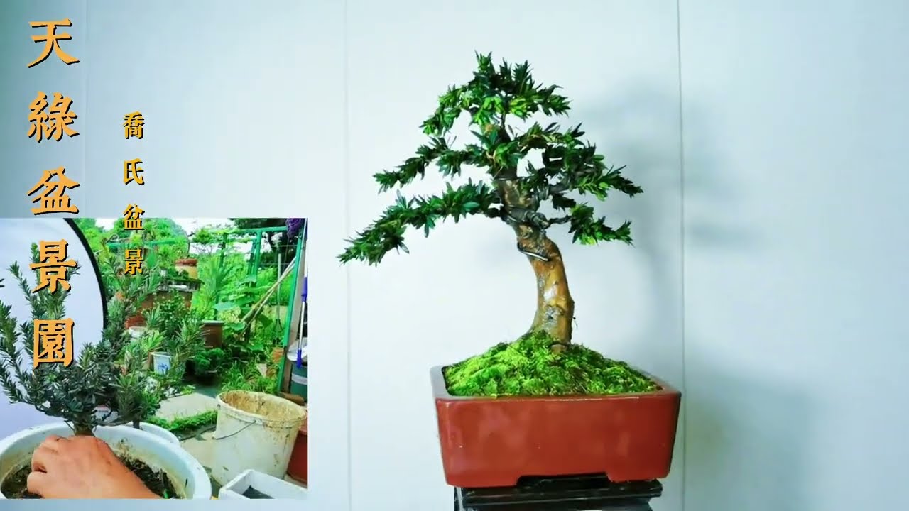 如何让普通的罗汉松桩胚进行修剪蟠扎后制作成一盆漂亮的微型盆景