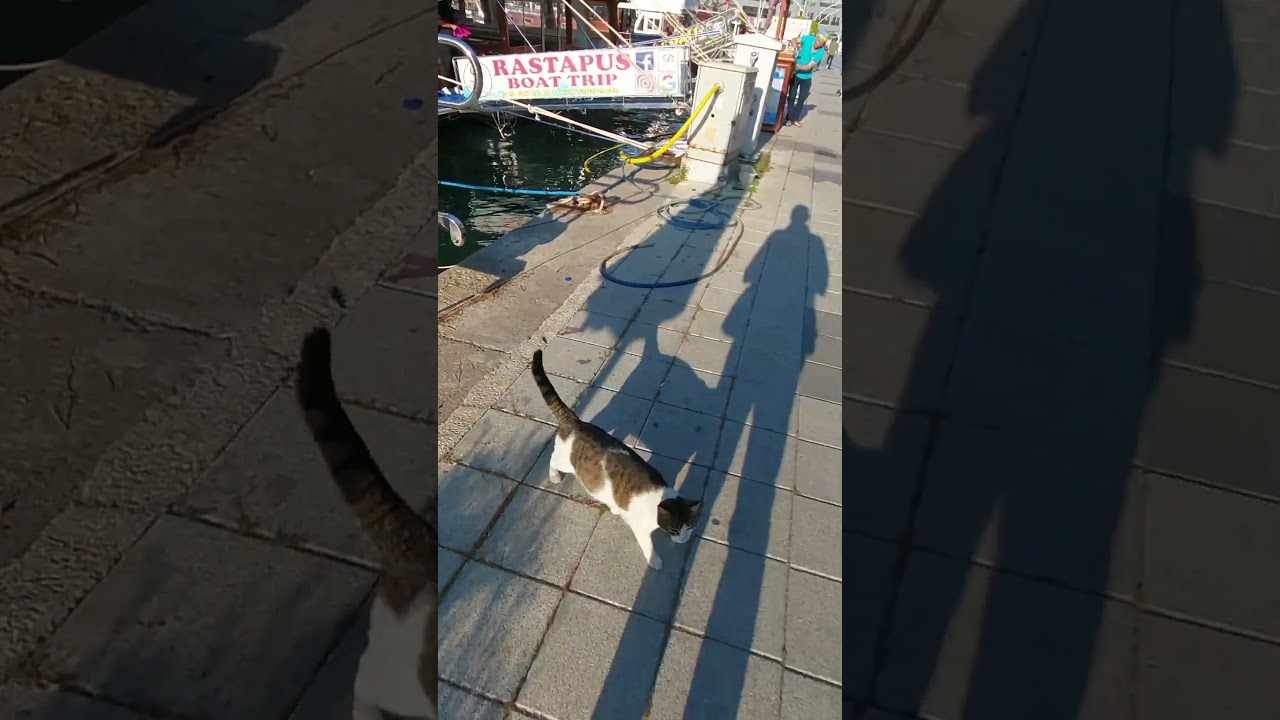 Капитан Пушистик покидает судно 