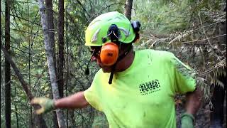 Danger trees assessment and removal