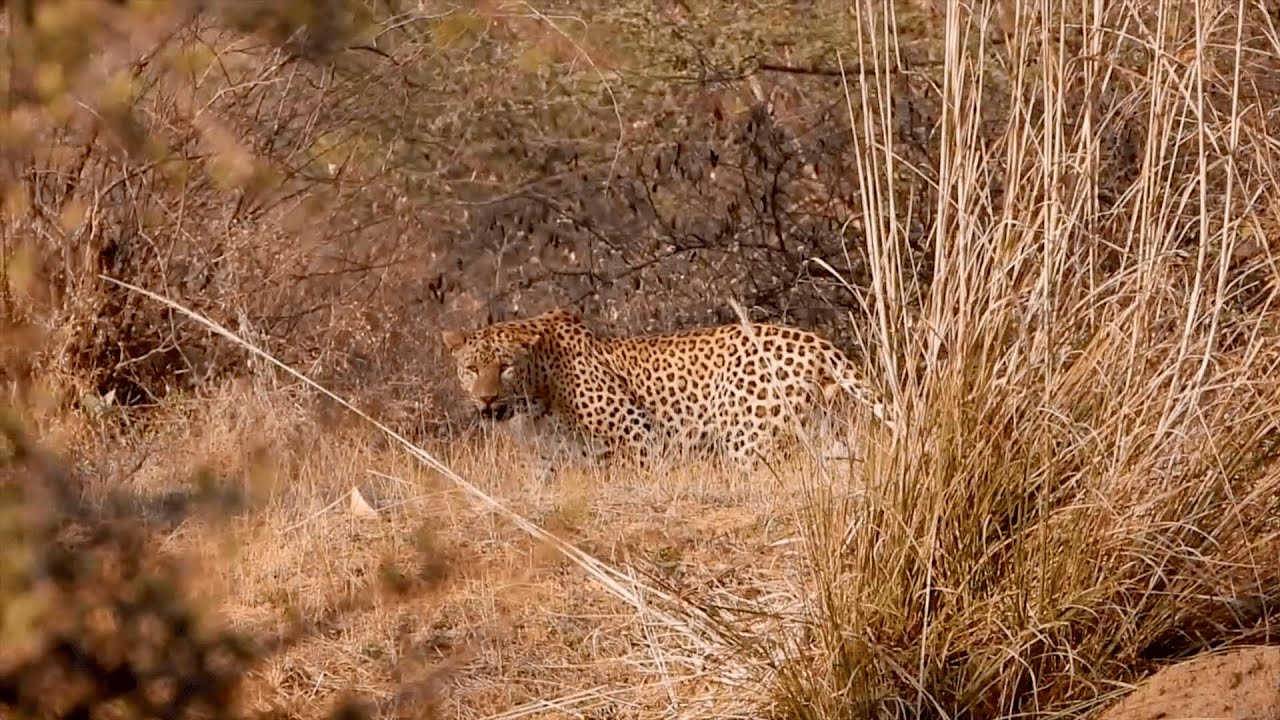 Jhalana Leopard Reserve