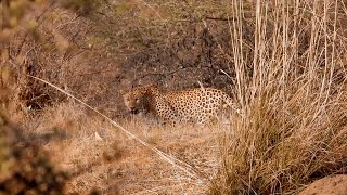 Jhalana Leopard Reserve