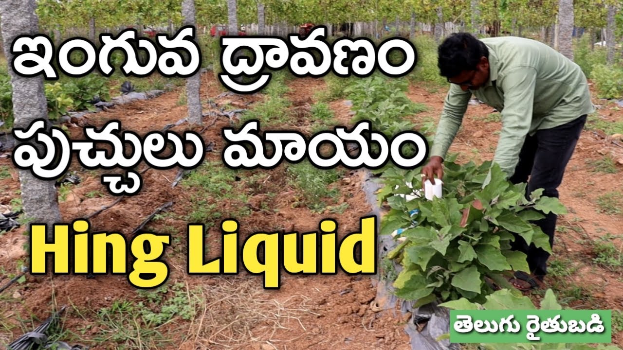 ఇంగువ ద్రావణంతో వంకాయ చేనుకు తిరిగి ప్రాణమొచ్చింది | Hing Liquid | రైతు బడి