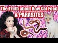 Will raw cat food give my cat PARASITES?! 🐛🙀 The truth about the risks!