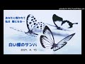 白い蝶のサンバ ヒロ