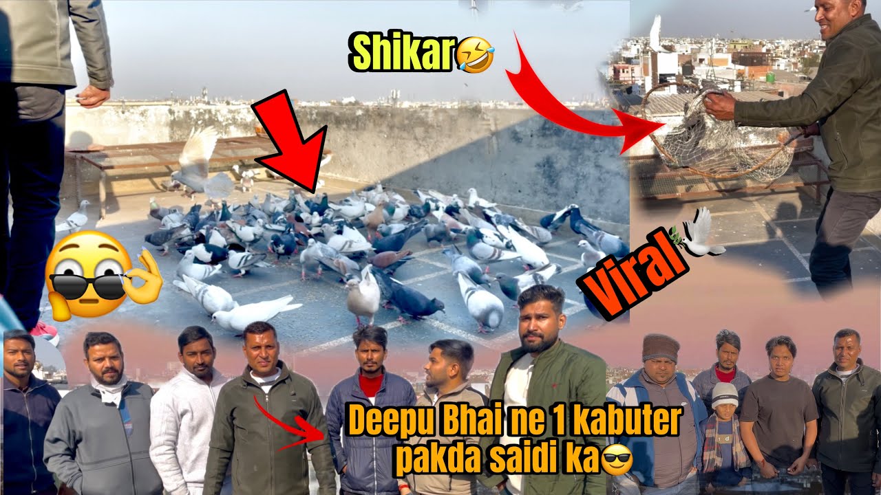 1 कबूतर पकड़ा 🕊️❤️कुश्ती में😂 Beenu khalifa (Deepu Bhai ) का shok ❤️🕊️ ll Gandhi Nagar se❤️