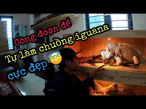 Video Cách tự làm chuồng iguana tại nhà siêu đẹp. - youtube