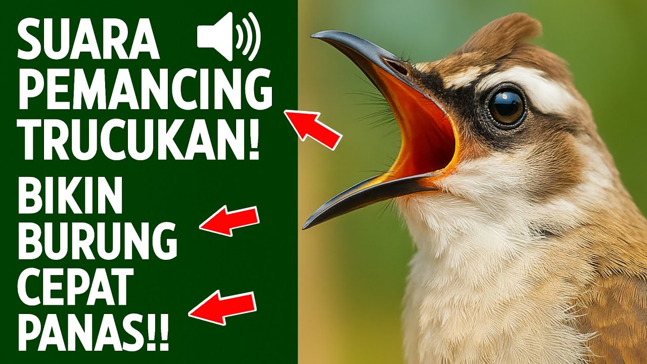 Suara trucukan gacor ropel ngalas buat pancingan trucukan agar bunyi jadikan burung trucuk gacor