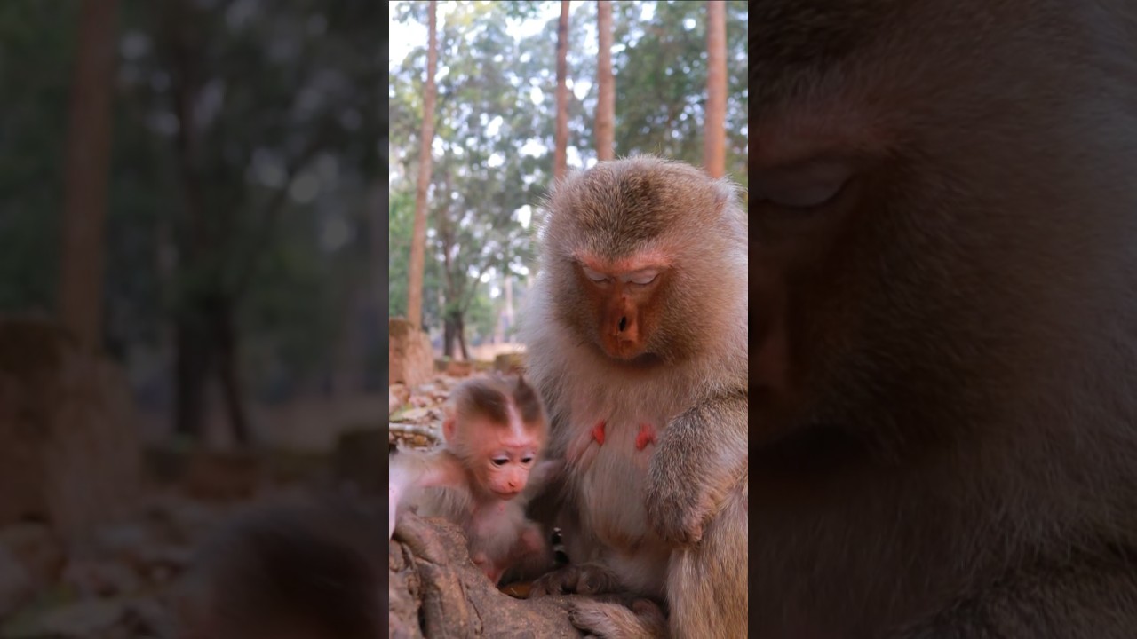 Amazing Cute Baby Boris