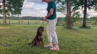 Amarillo poodle training attention in a busy environment by Above Standard Poodles 25 views 2 days ago 52 seconds