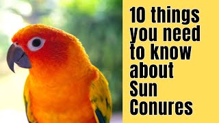 10 Things you NEED to know about SUN CONURES