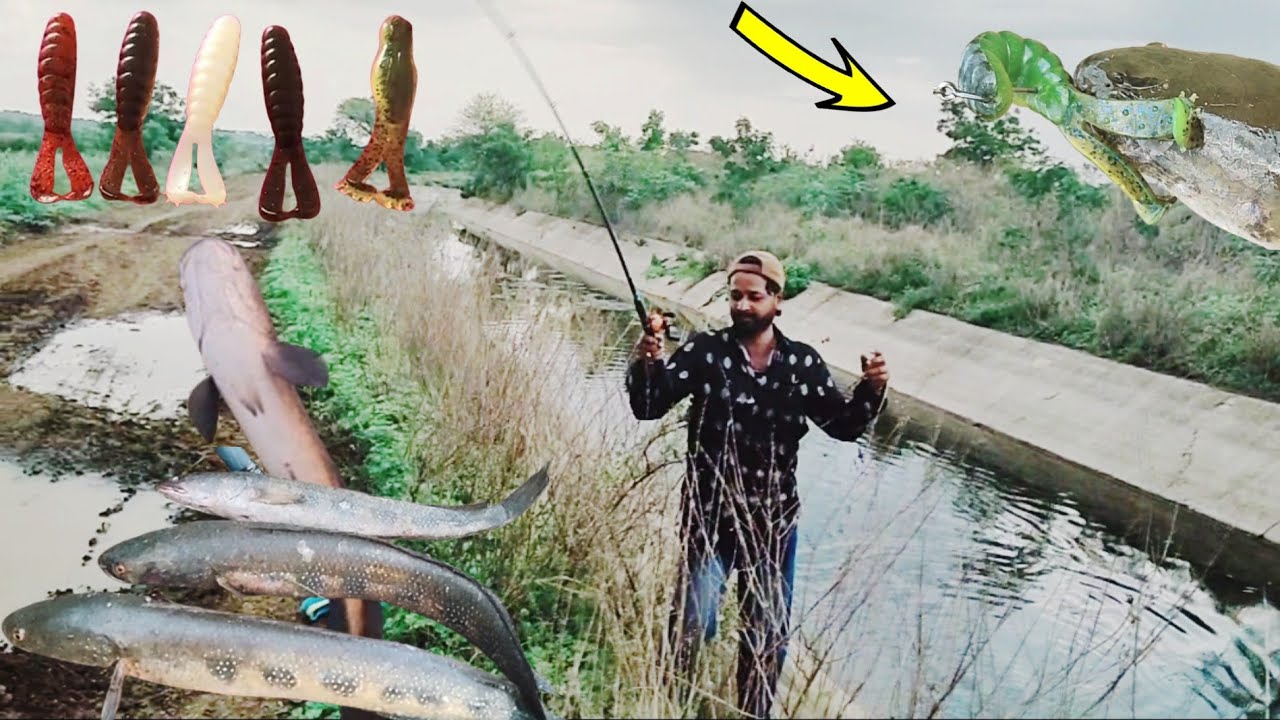 Amazing // village fishing video new lure snakehead fish catch Altaf ...