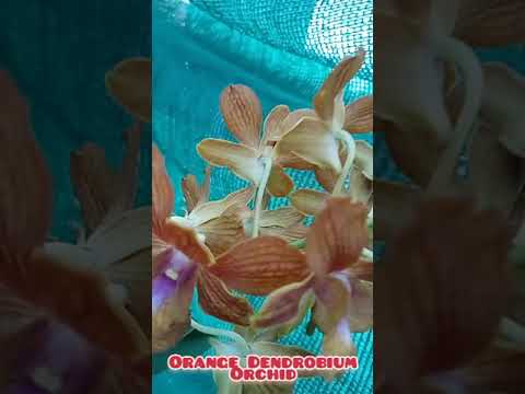 Video: Kupandikiza Kwa Orchid Ya Dendrobium (picha 8): Jinsi Ya Kupandikiza Orchid Ya Dendrobium Kwenye Sufuria Baada Ya Kununua Nyumbani Hatua Kwa Hatua?