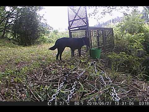 福島犬捕獲器への進入 Youtube