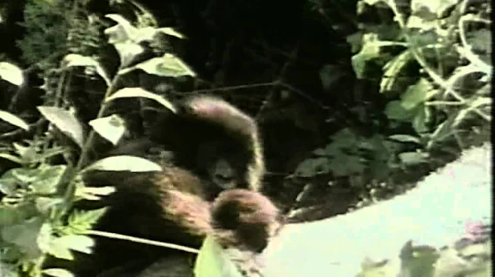 Mountain Gorillas, part 1