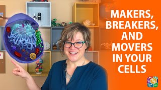 Visible Biology | Lesson 6: Primary Organelles of a Eukaryotic Cell (Makers, Breakers, and Movers)