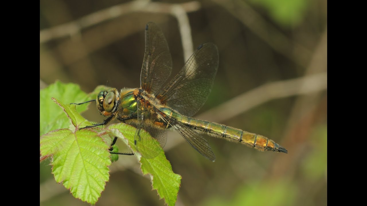 Cordulia aenea (Downy Emerald) Female