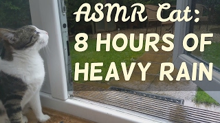 ASMR Cat: 8 hours of Loud Heavy Rain Storm Sounds [no talking] [request]