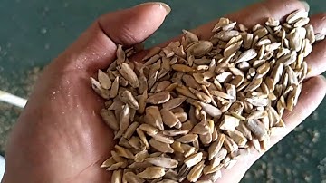sunflower seeds kernel color sorting machine
