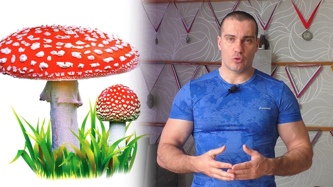 Чем полезны сушеные мухоморы?