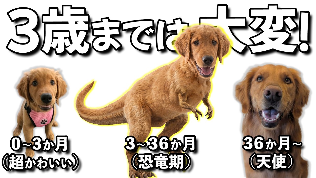 先住犬ゴールデンレトリバーを迎えて5年。飼い主も一緒に成長しました