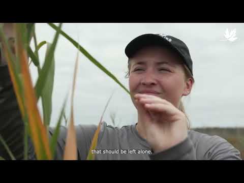 Controlling invasive phragmites australis