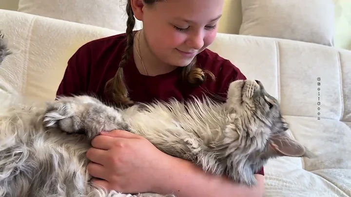 Watch the video about Maine Coon + girl