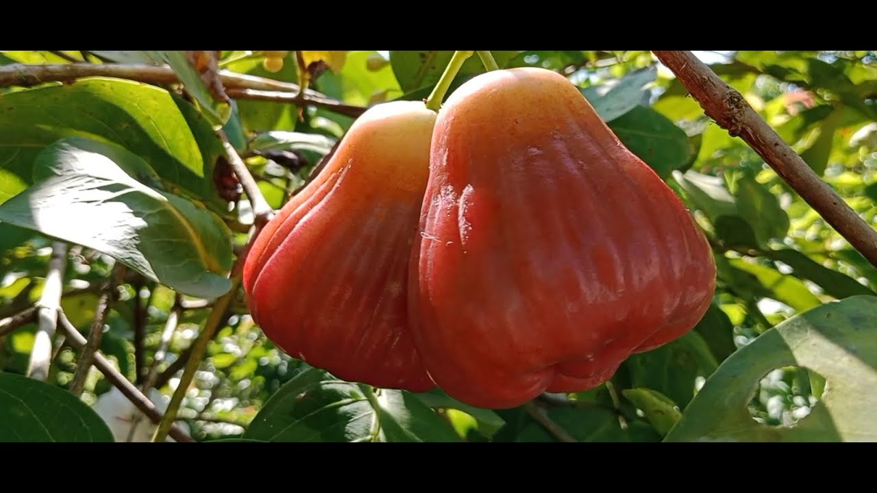 MELIHAT JAMBU AIR  BARBIE SUGAR