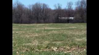 Wild Fox Lac Leamy Field.mov