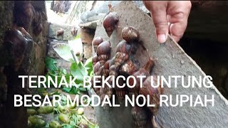 TERNAK BEKICOT UNTUNG BESAR MODAL NOL RUPIAH