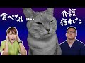 【猫の介護】寝たきりになっても大丈夫！！～よくある相談を獣医が解決～