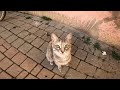 Sad Street Cat's Eyes Asking for Help and I Can't Pass by